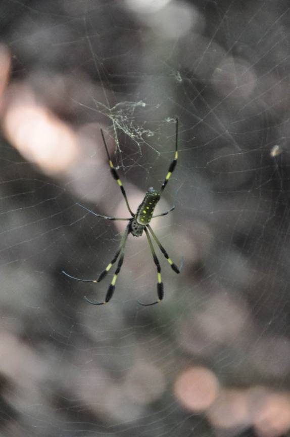 Aranha espera uma próxima vítima em sua teia muito bem armada, no Parque Nacional Corcovado, na Península de Osa, no sul da Costa Rica